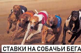 ставки на спорт. собачьи бега